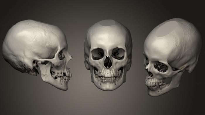 Anatomy of skeletons and skulls (ANTM_1283) 3D model for CNC machine
